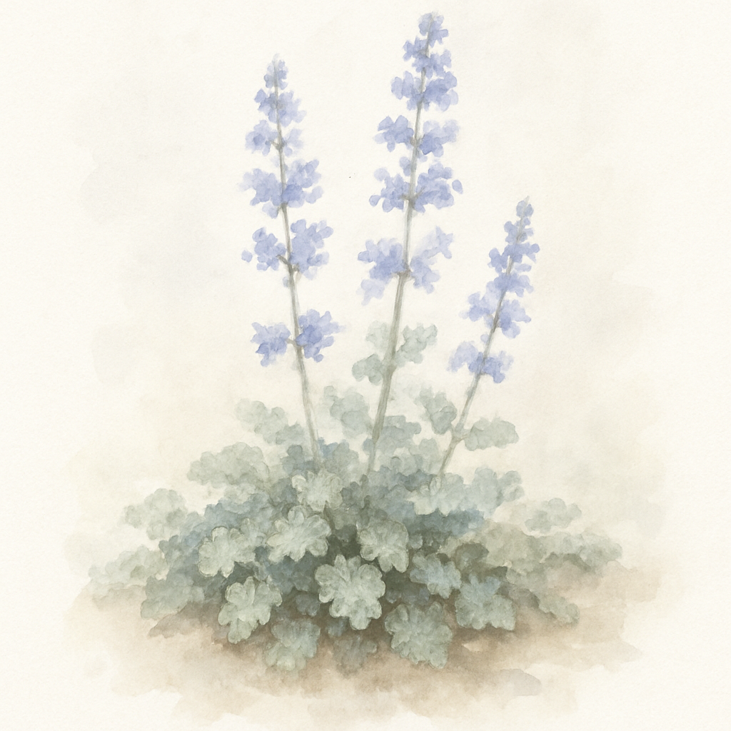 Nepeta Hill Grounds