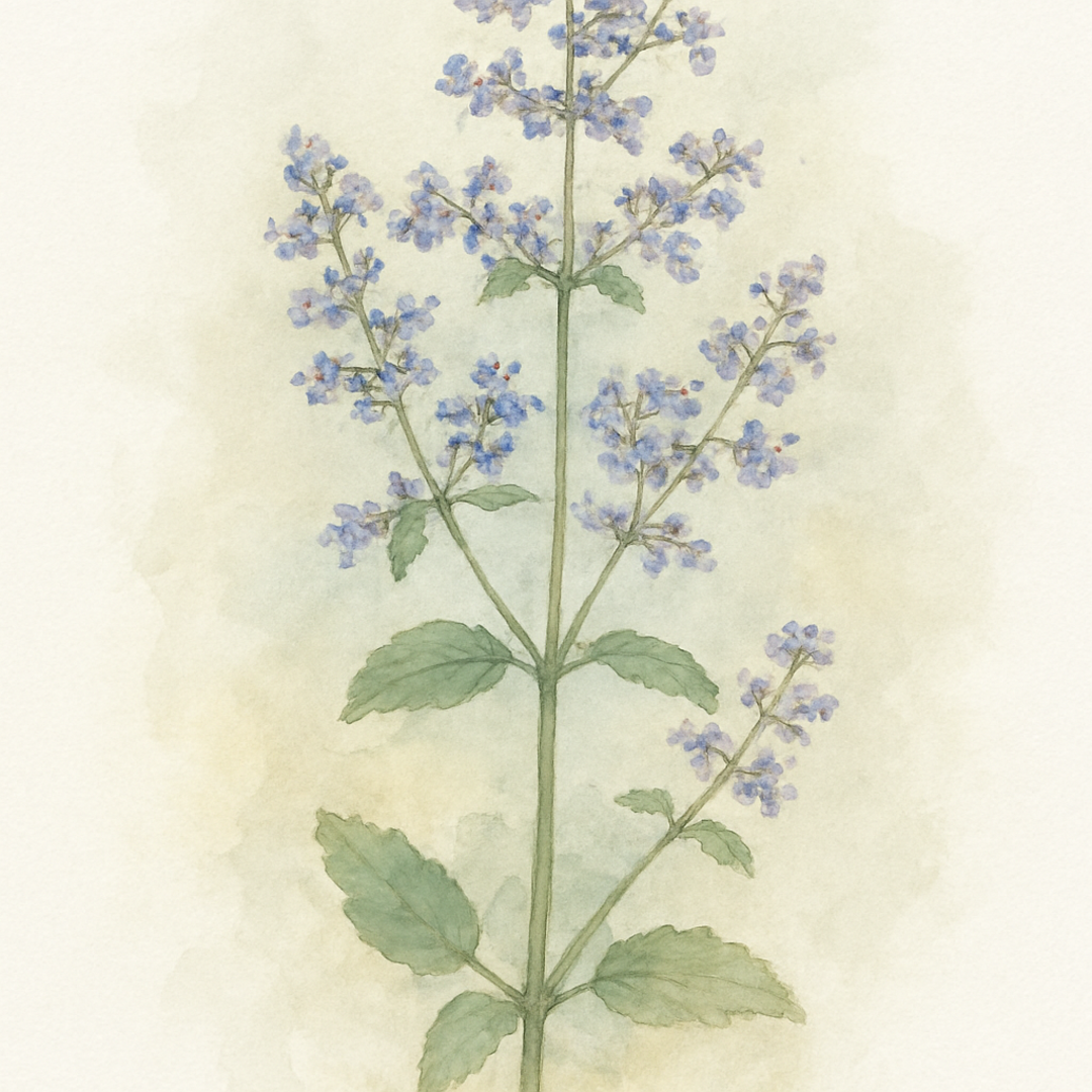 Nepeta nuda ‘Lake Sevan’