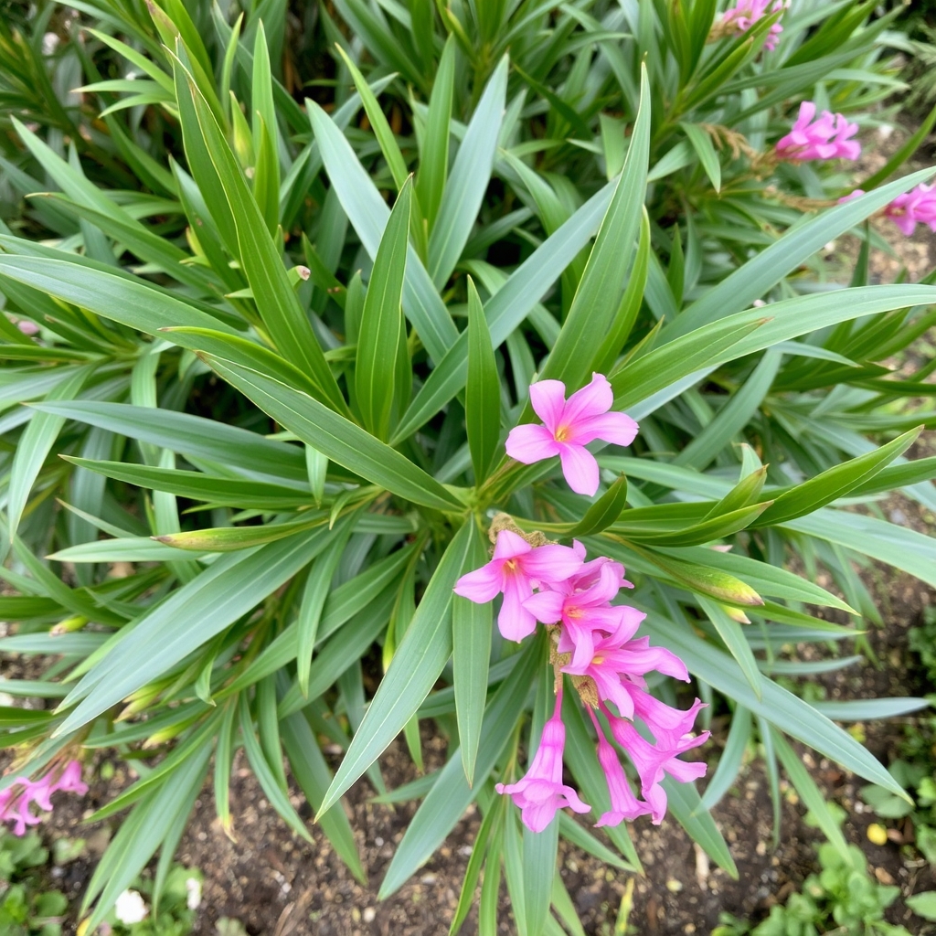 Nerium oleander