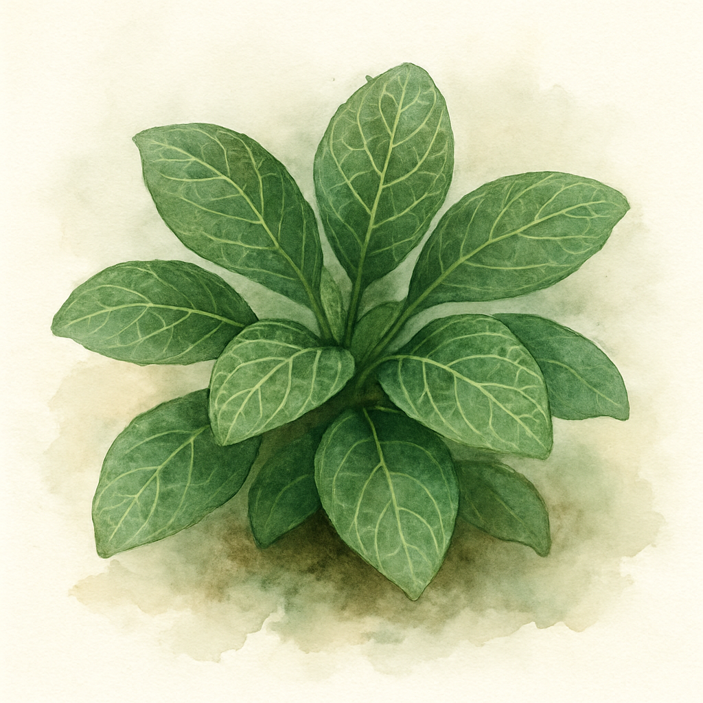 Network Plant