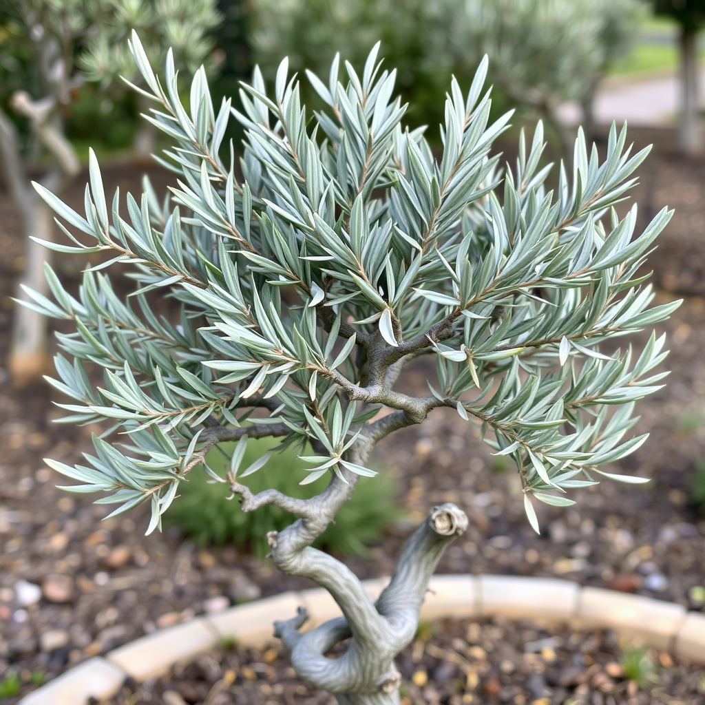 Olea europaea Olive Tree