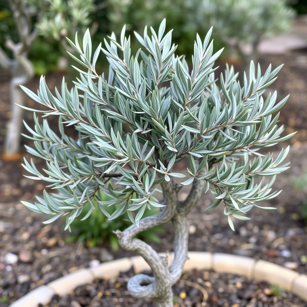 Olive Tree