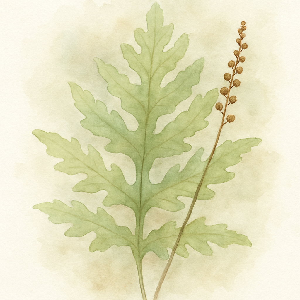 Onoclea sensibilis
