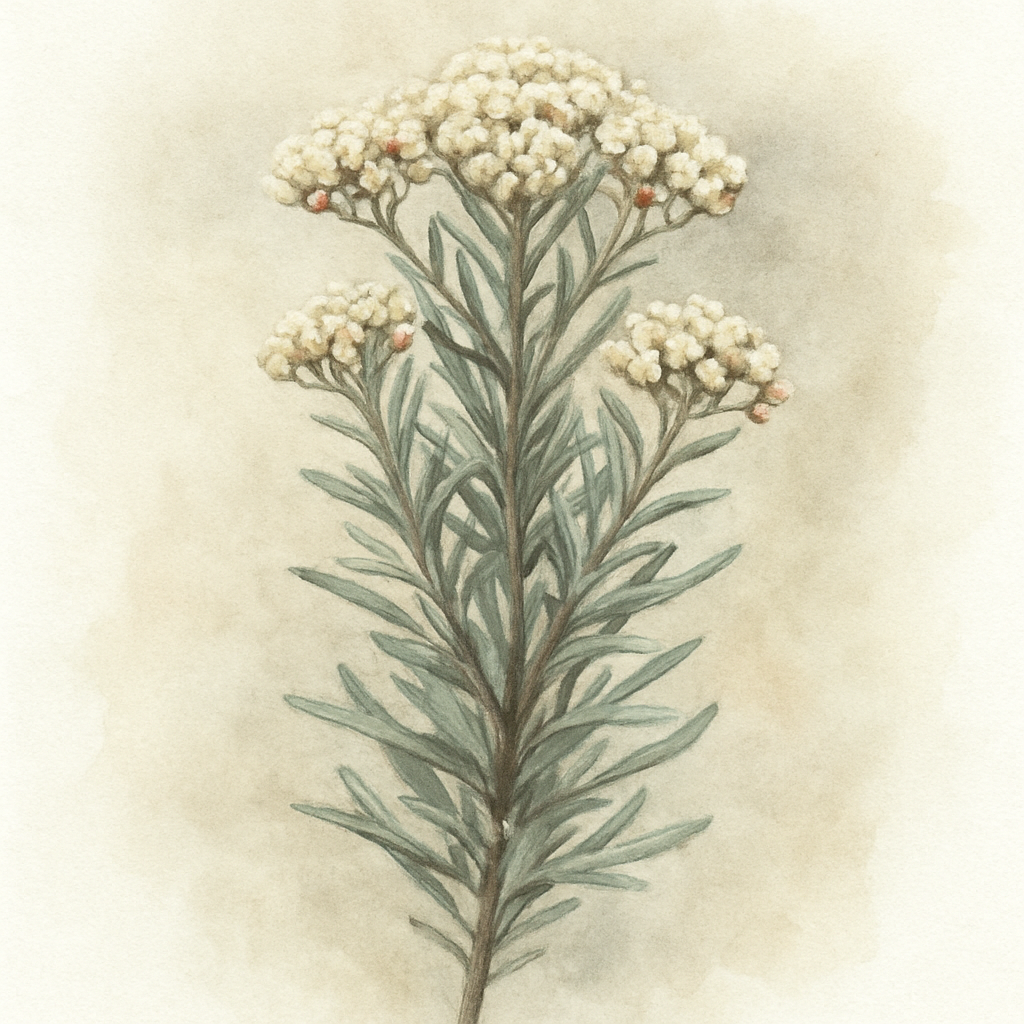 Ozothamnus rosmarinifolius Silver Jubilee