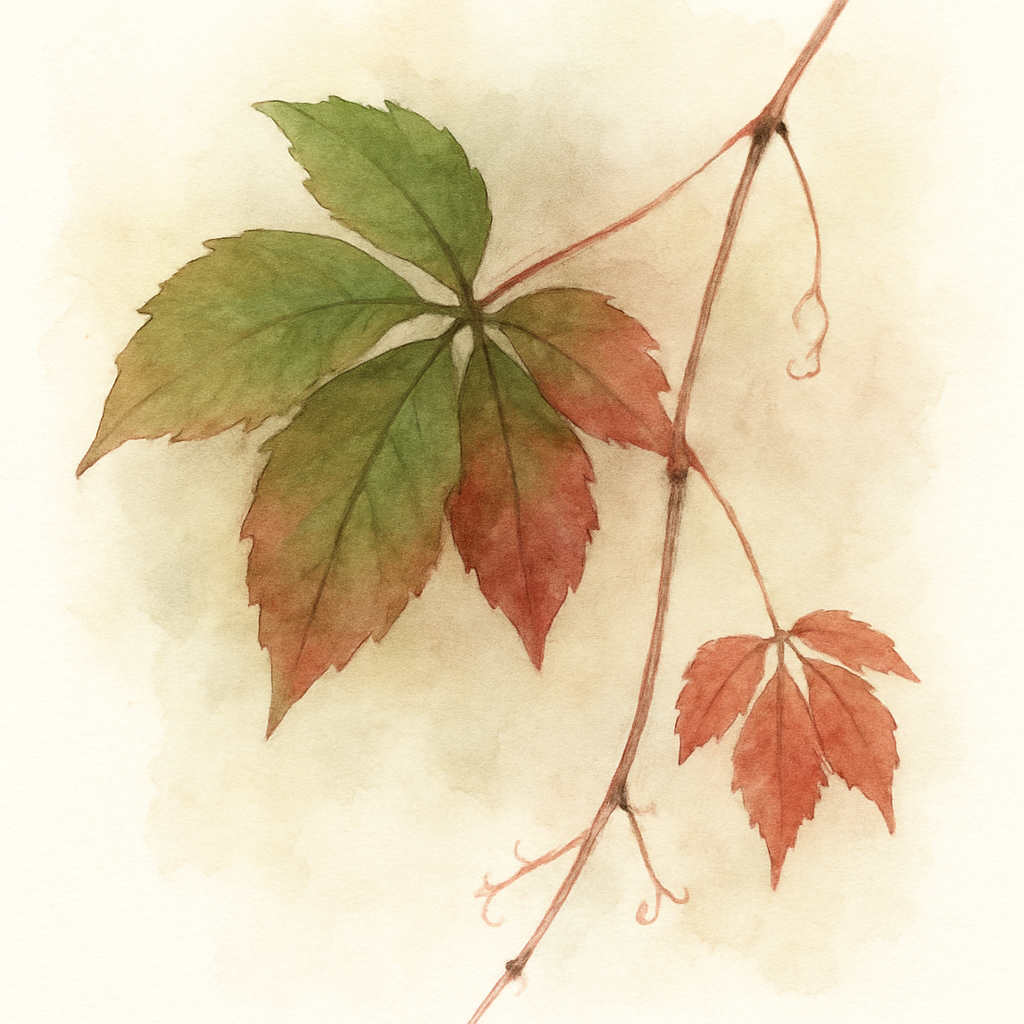Parthenocissus himalayana Himalayan Woodbine