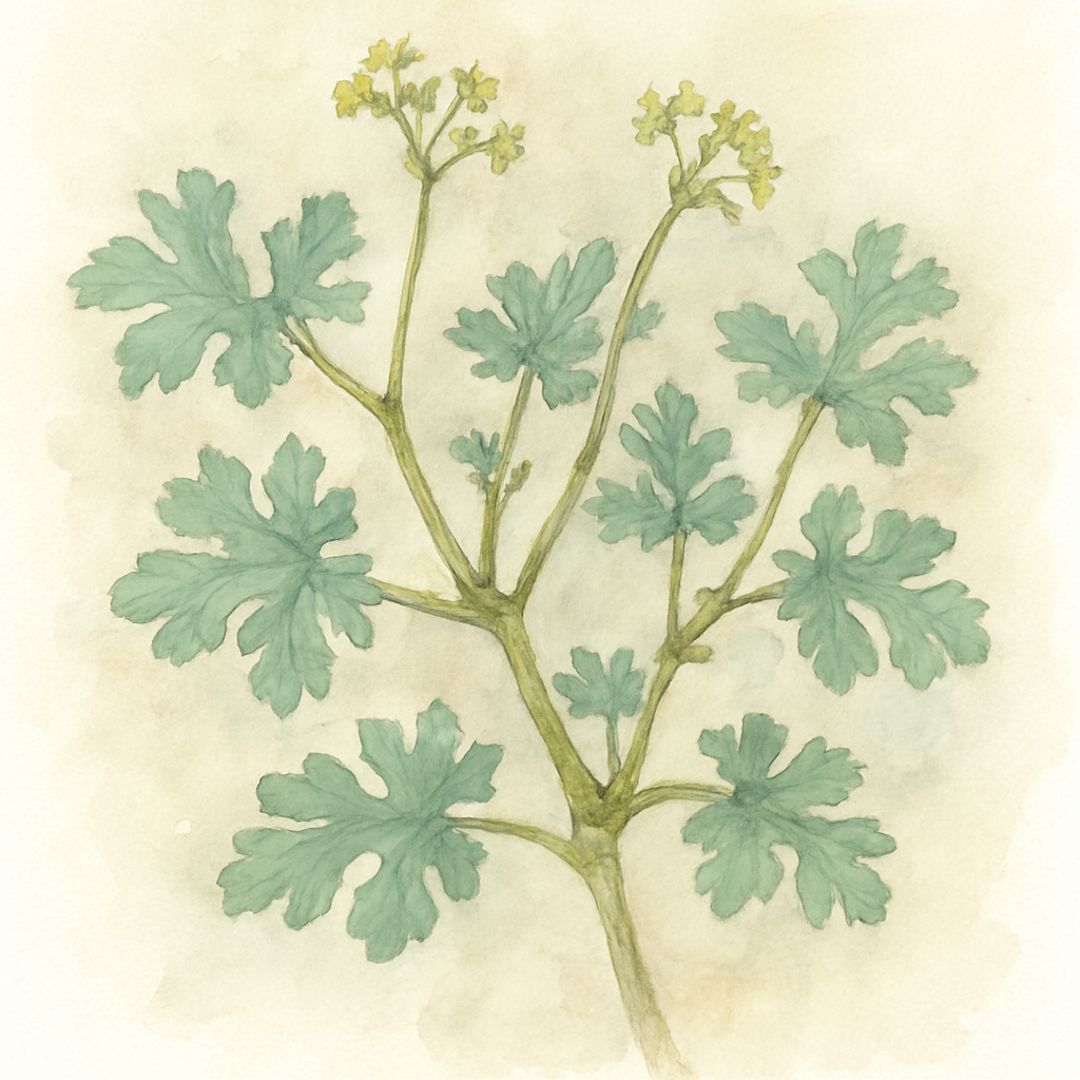 Pelargonium gibbosum
