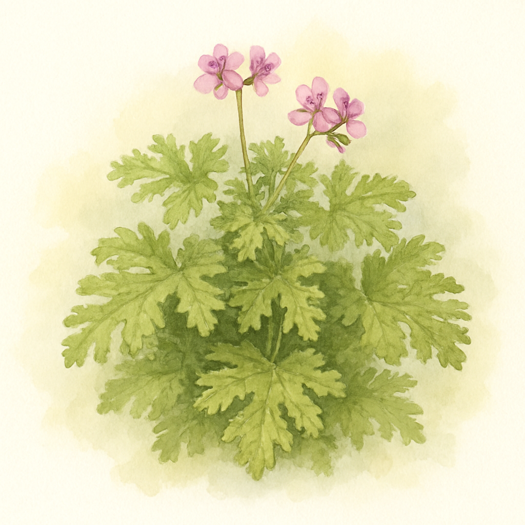 Pelargonium 'Great Glemham Lemon'