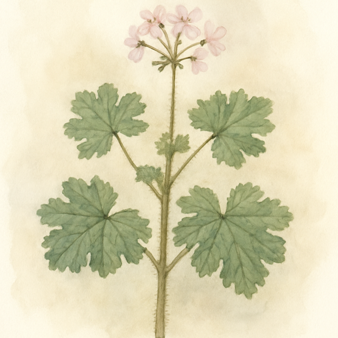 Pelargonium hispidum