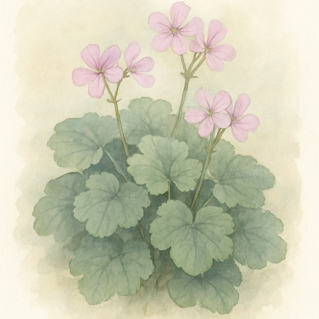 Pelargonium 'Islington Peppermint'