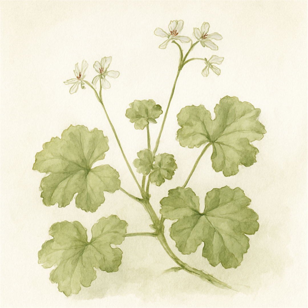 Pelargonium odoratissimum