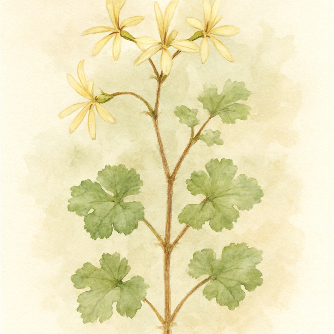 Peach Cream Pelargonium