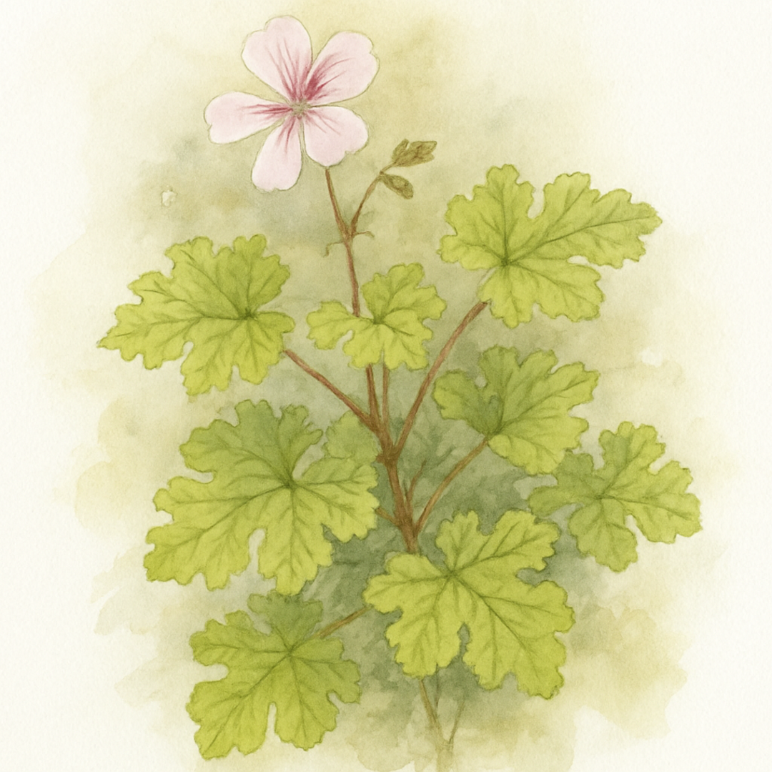 Pelargonium 'Queen of the Lemons'