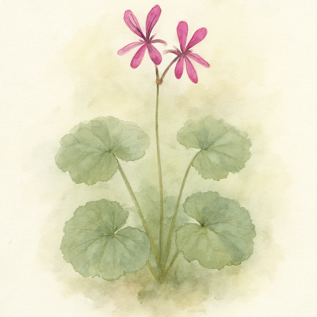 Pelargonium reniforme