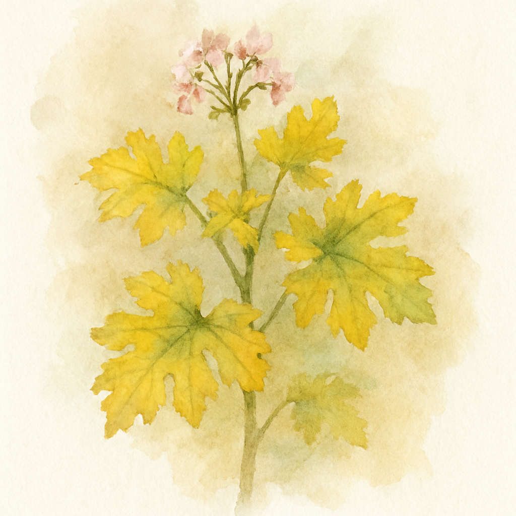Scented Pelargonium (Geranium) ‘Cy’s Sunburst’