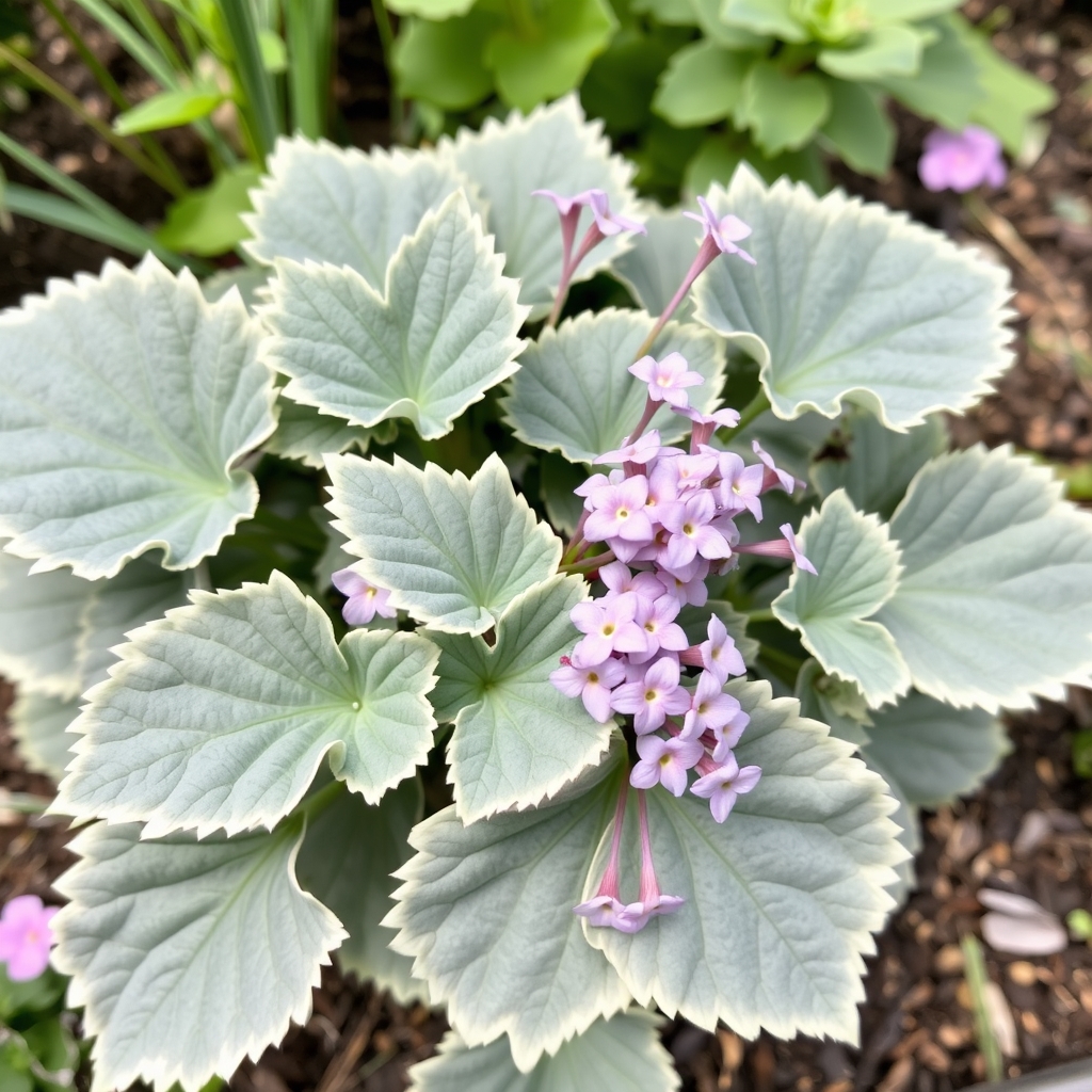 Scented Pelargonium (Geranium) ‘Lady Plymouth’