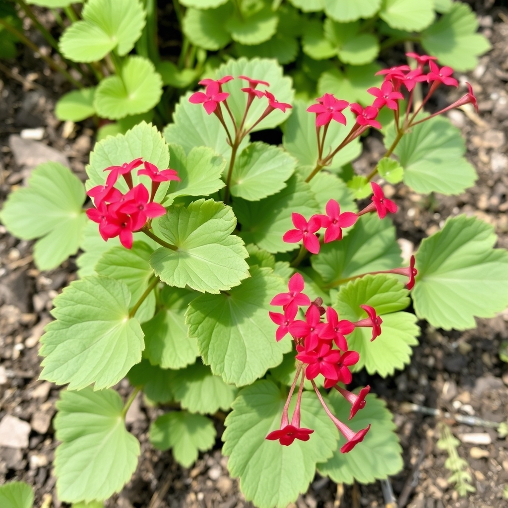 Scented Pelargonium (Geranium) ‘Red Robin’