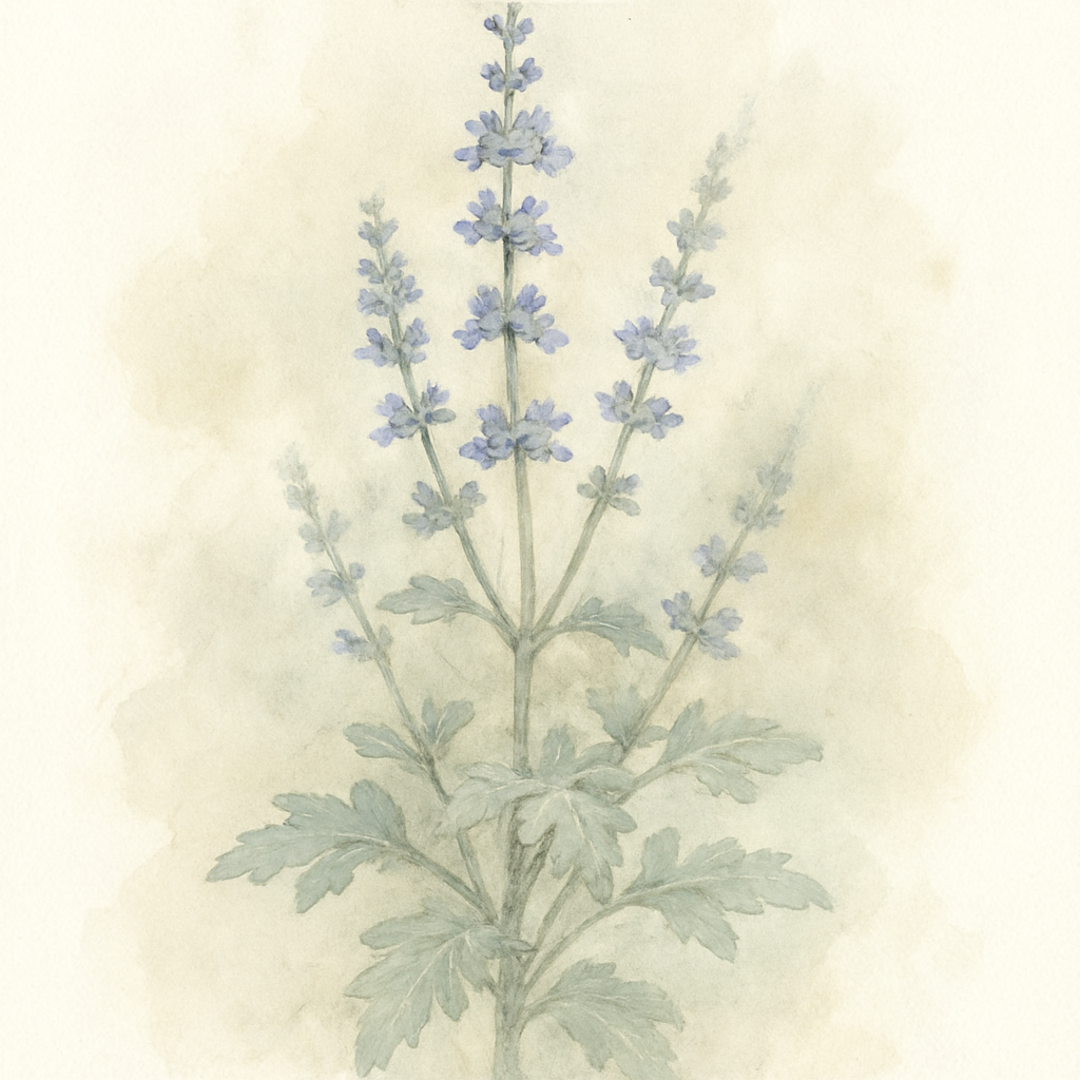 Perovskia atriplicifolia ‘Blue Steel’