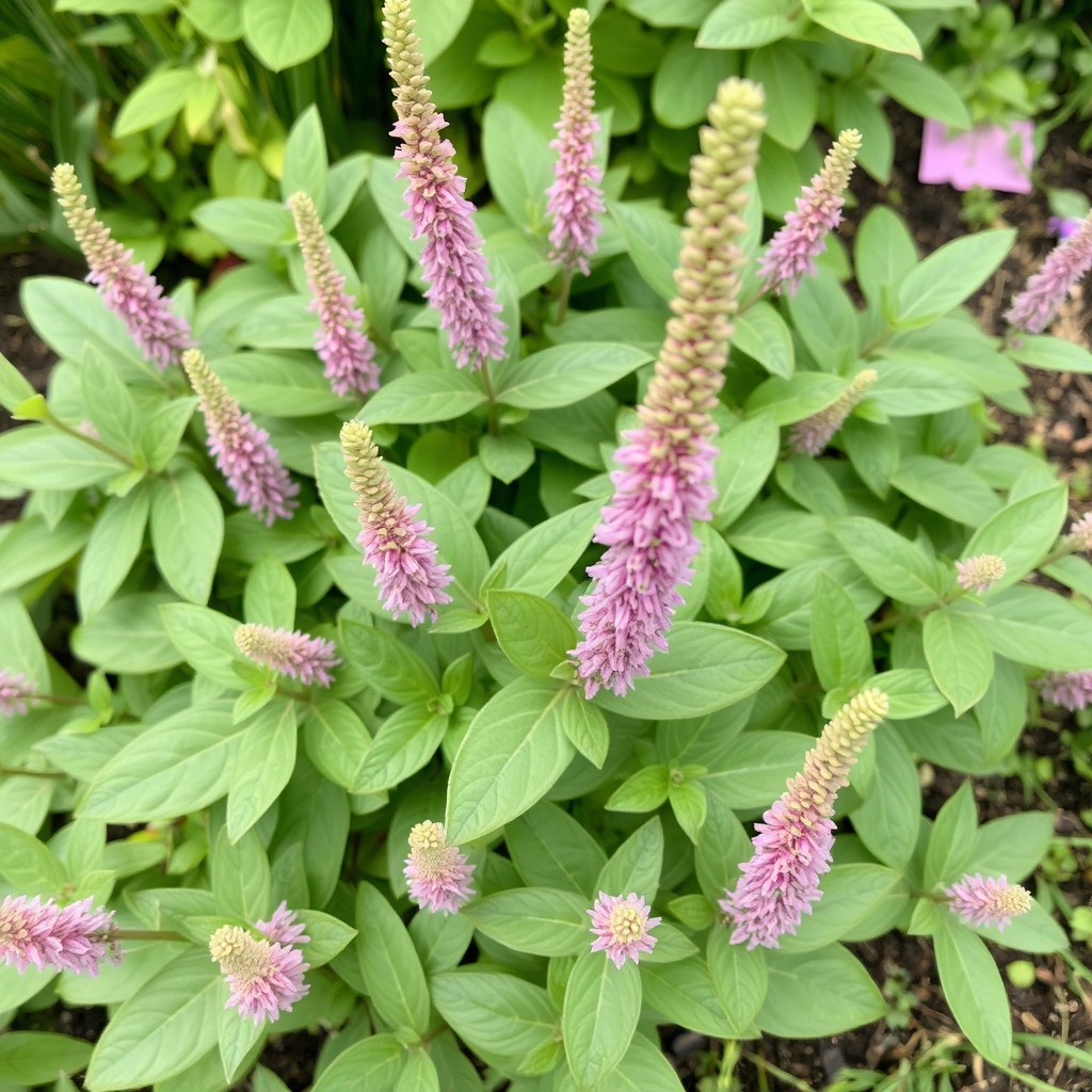 Persicaria bistorta
