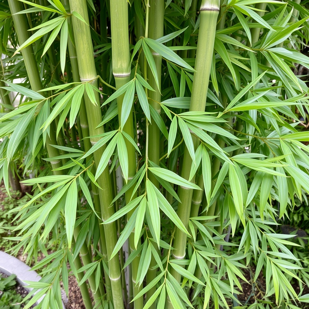 Phyllostachys vivax