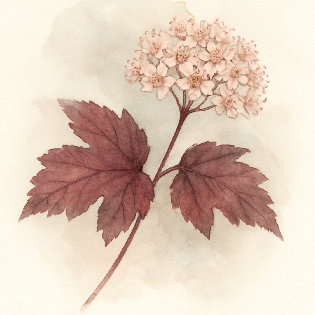 Physocarpus 'Diable d'Or'
