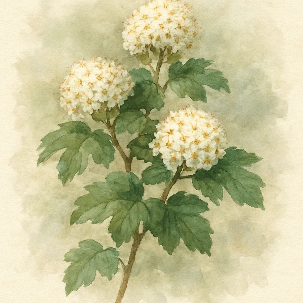 Physocarpus opulifolius 'Little Angel'