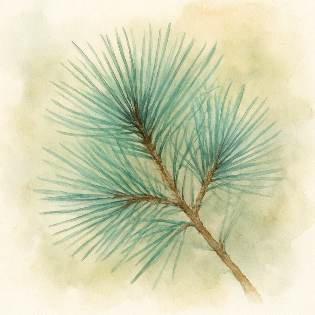 Pinus strobus ‘Rheinhaus’