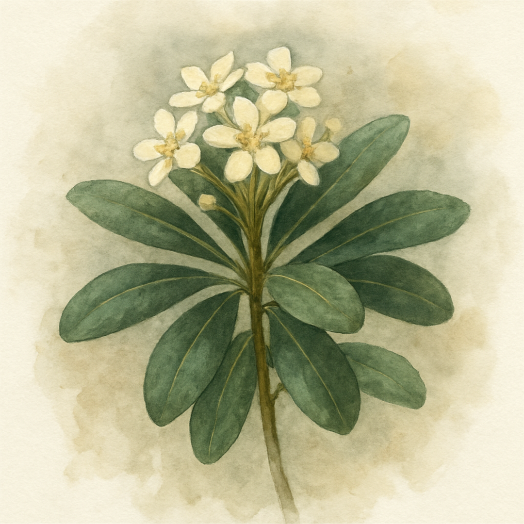 Pittosporum tobira Chinese Pittosporum