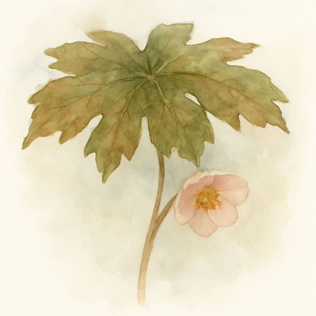 Podophyllum hexandrum