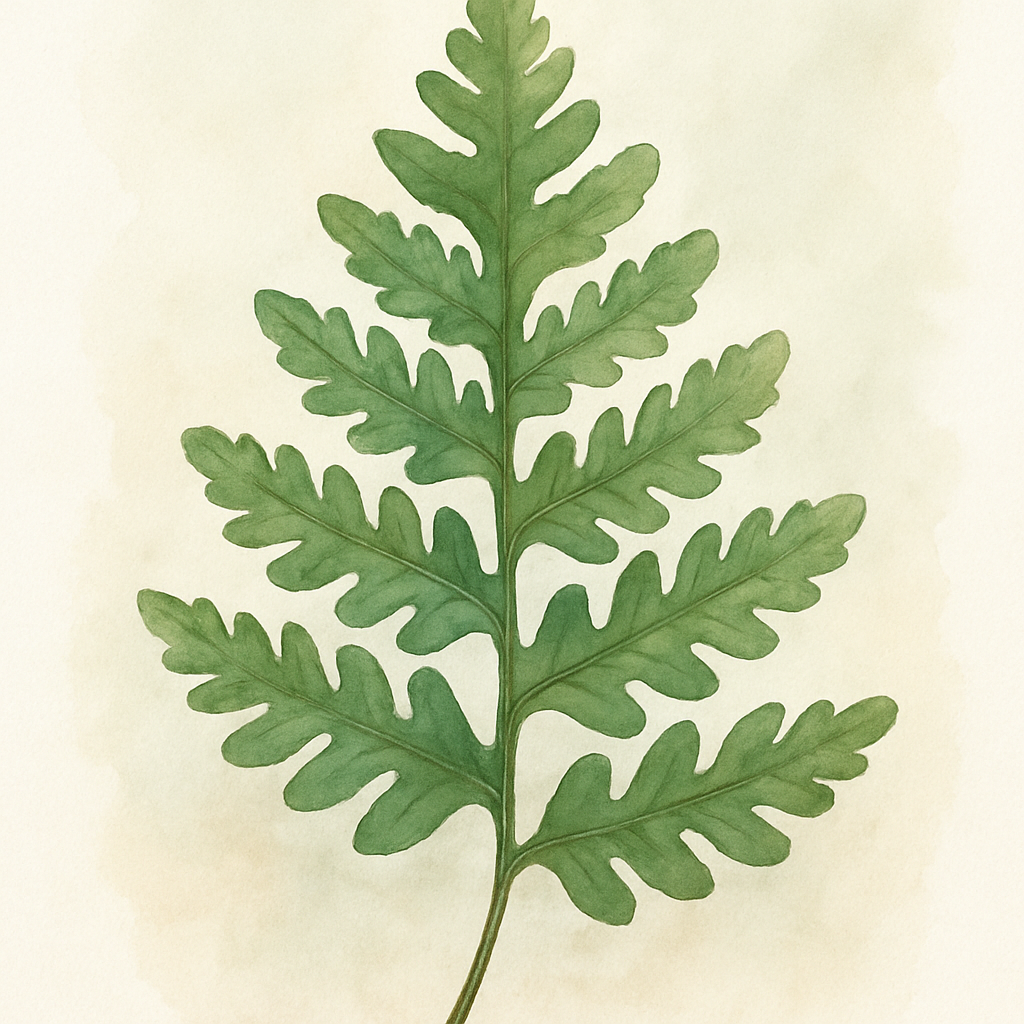 Polypodium vulgare