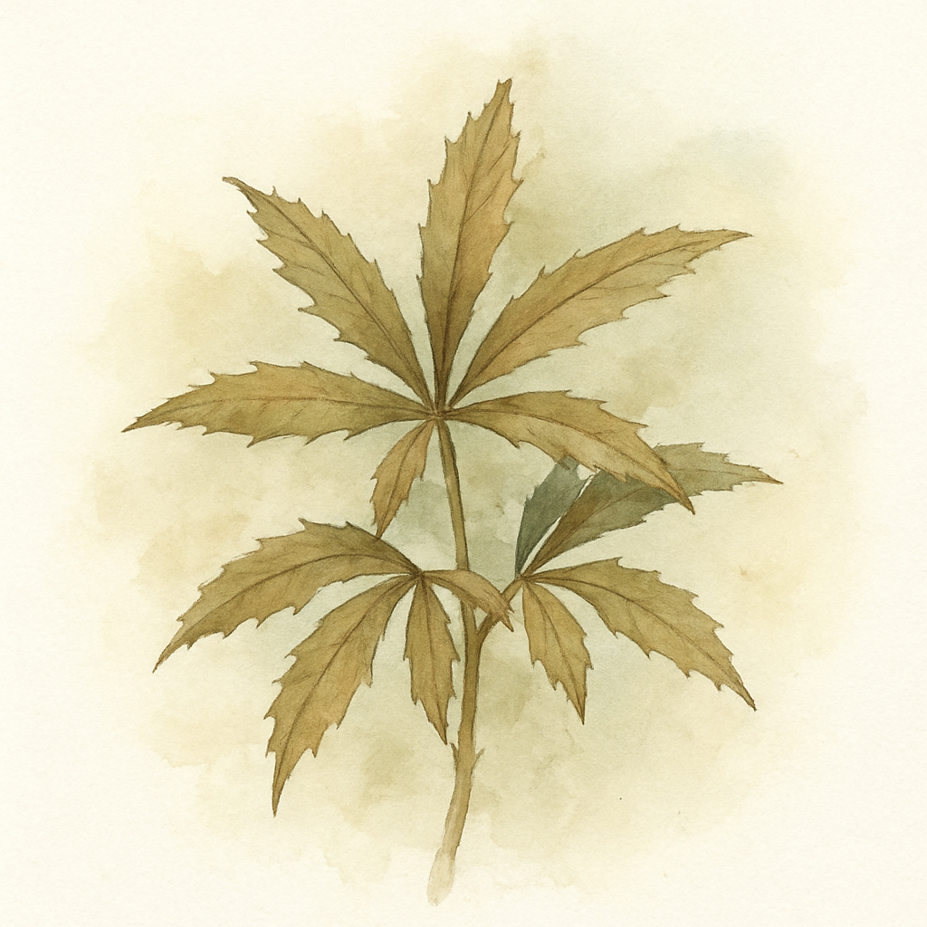 Pseudopanax crassifolius var. trifoliolatus