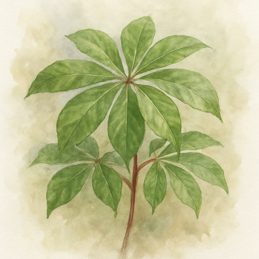 Pseudopanax laetus