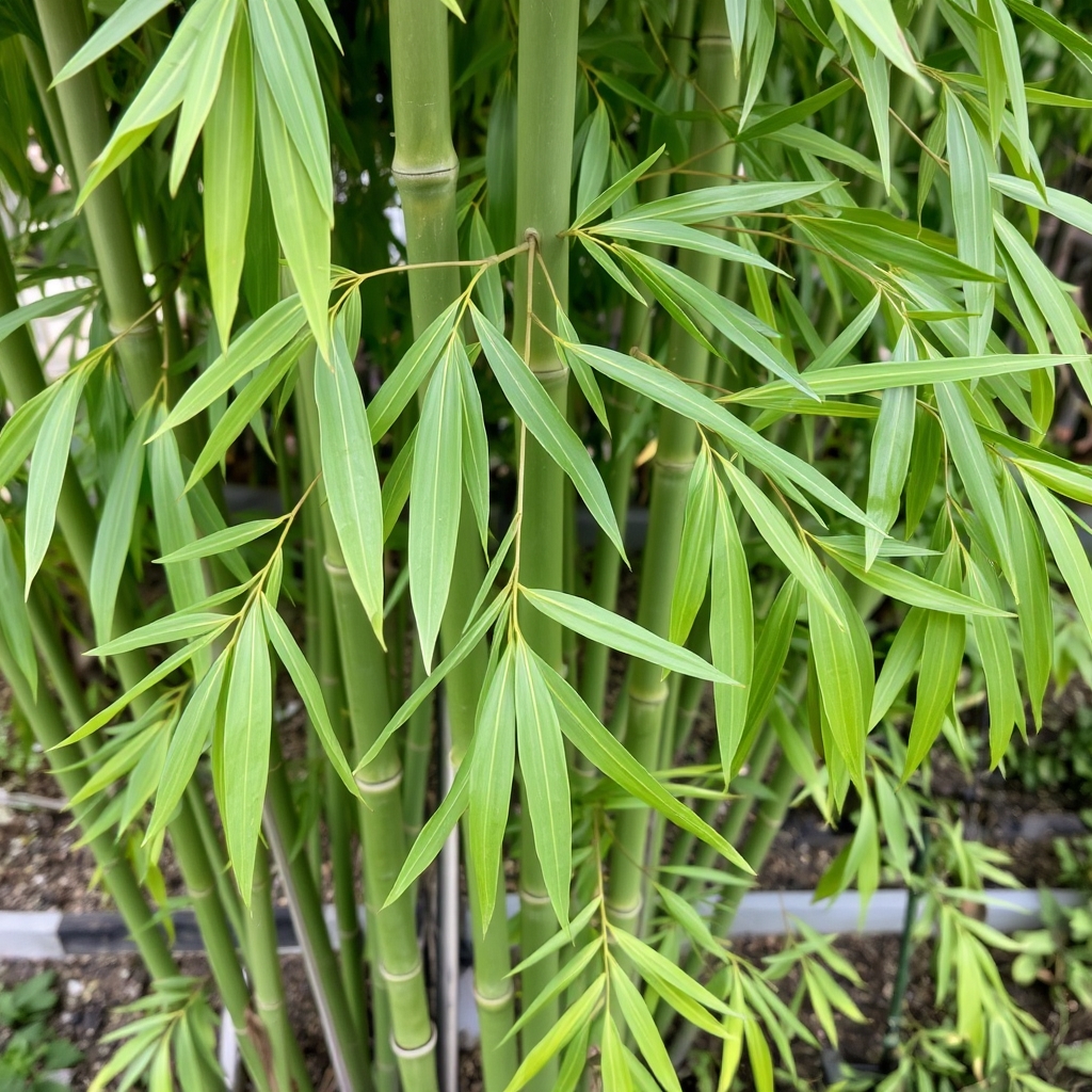 Pseudosasa japonica