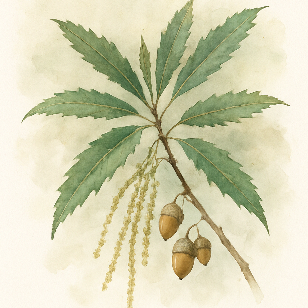 Quercus acherdophylla