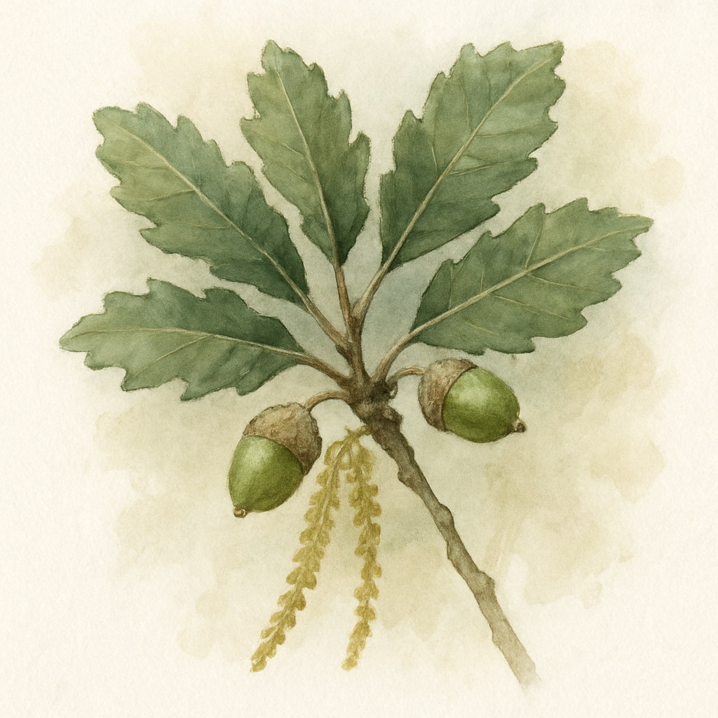 Quercus faginea