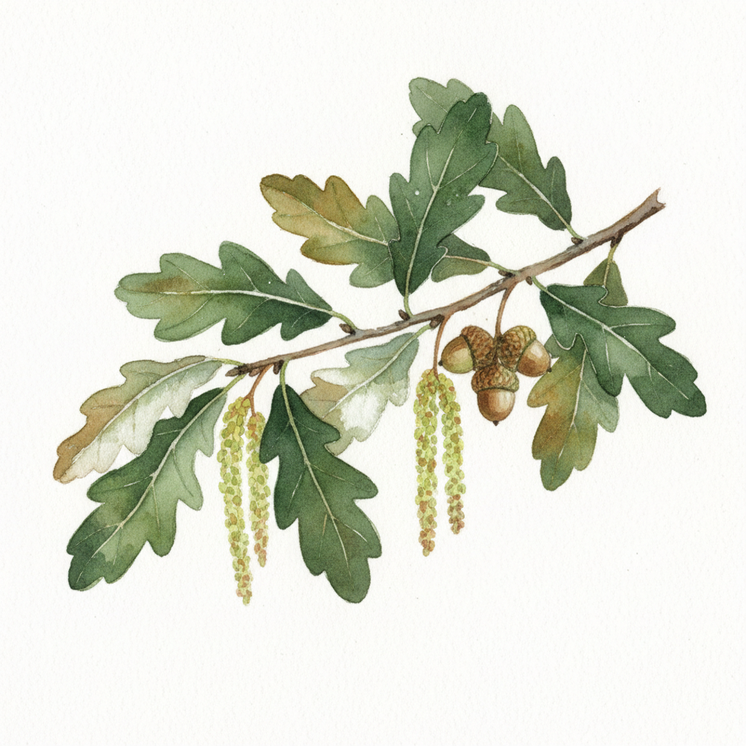 Quercus faginea Portuguese Oak