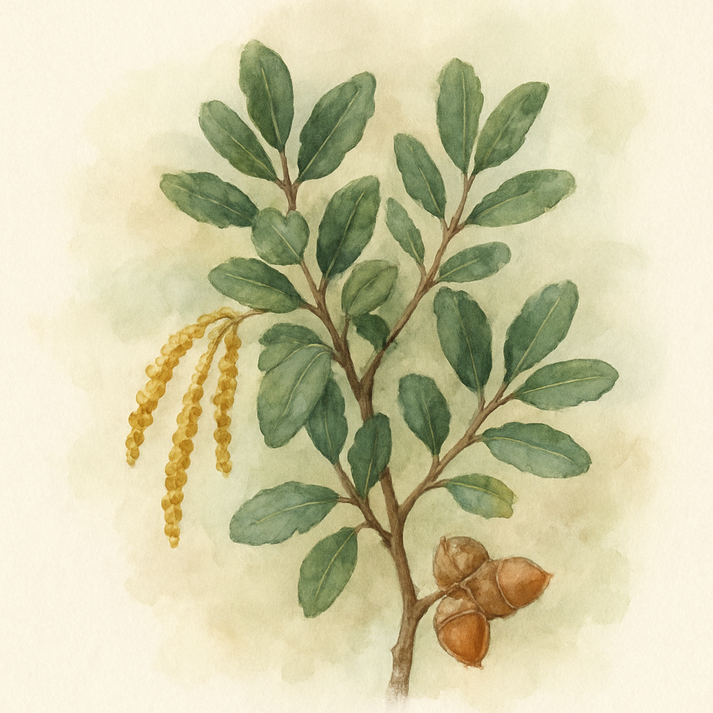 Quercus