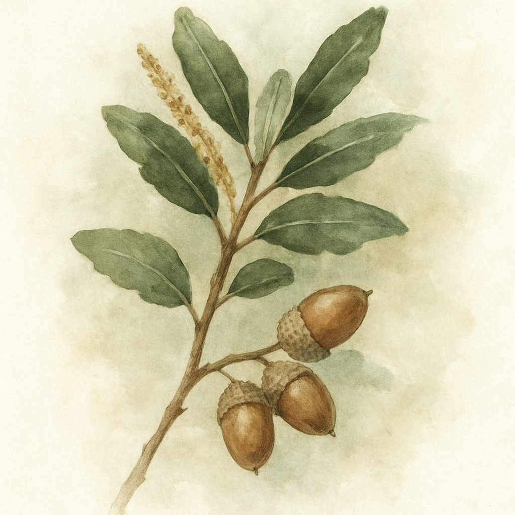 Quercus ilex