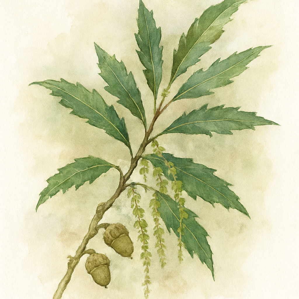 Quercus libani
