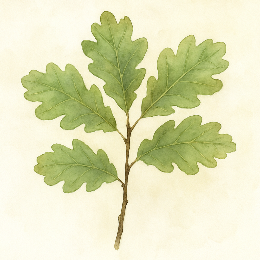 Quercus petraea