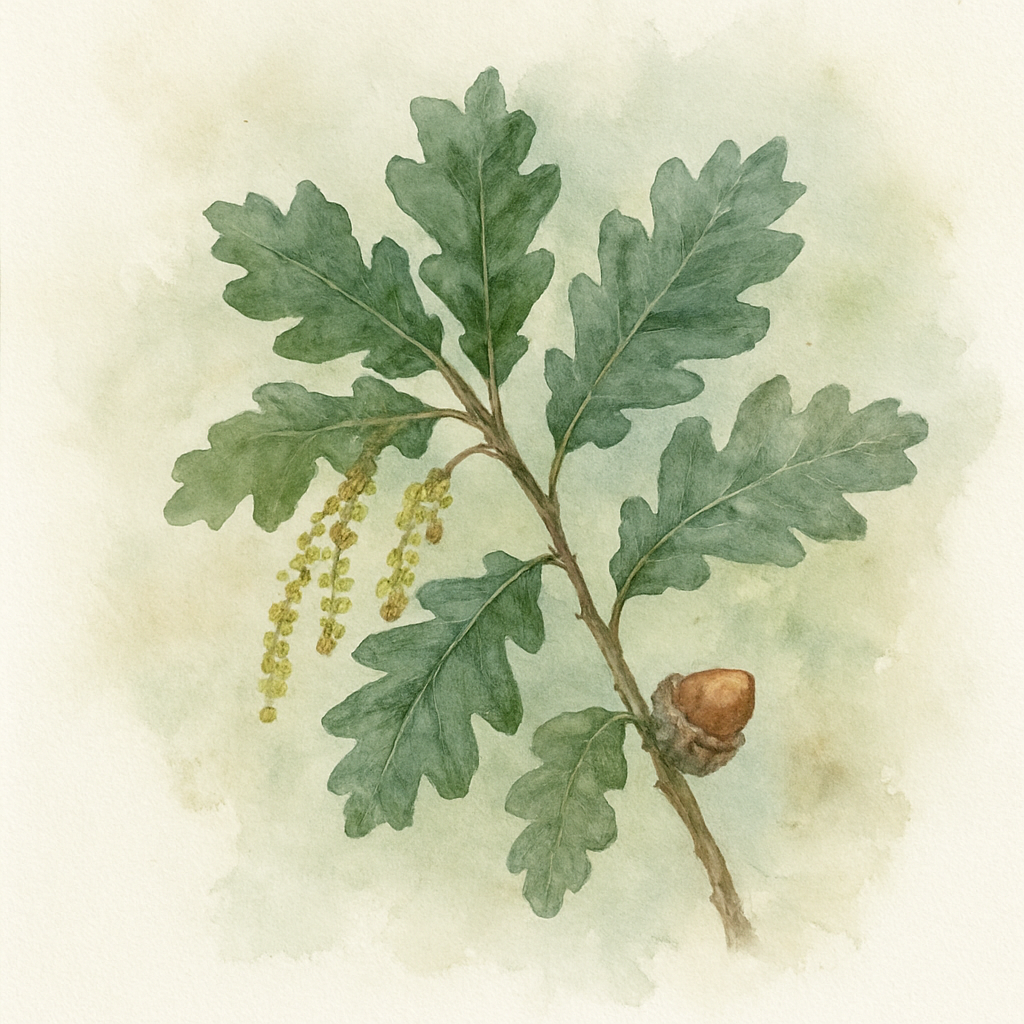 Quercus pyrenaica