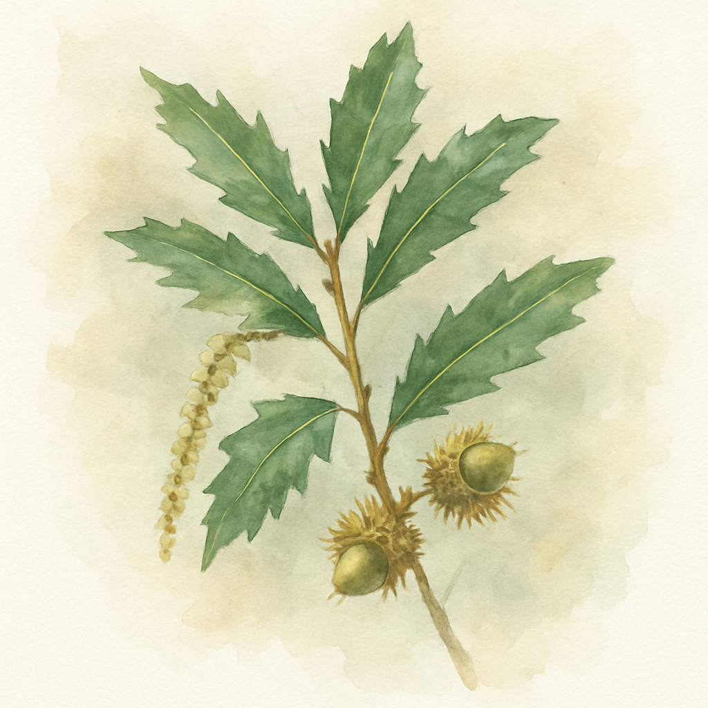 Quercus trojana