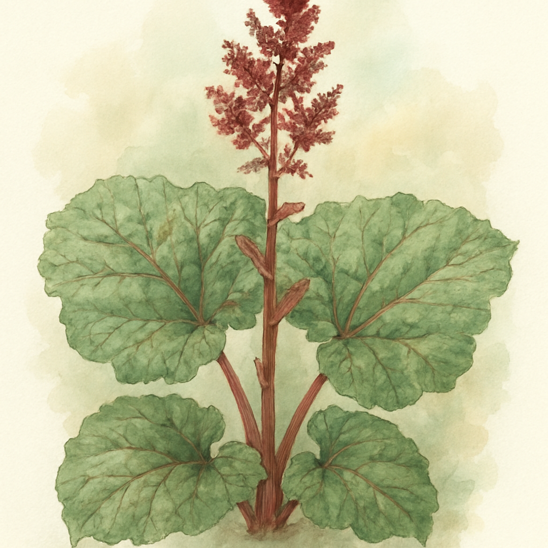 Rheum aff. australe 'Great Bere'