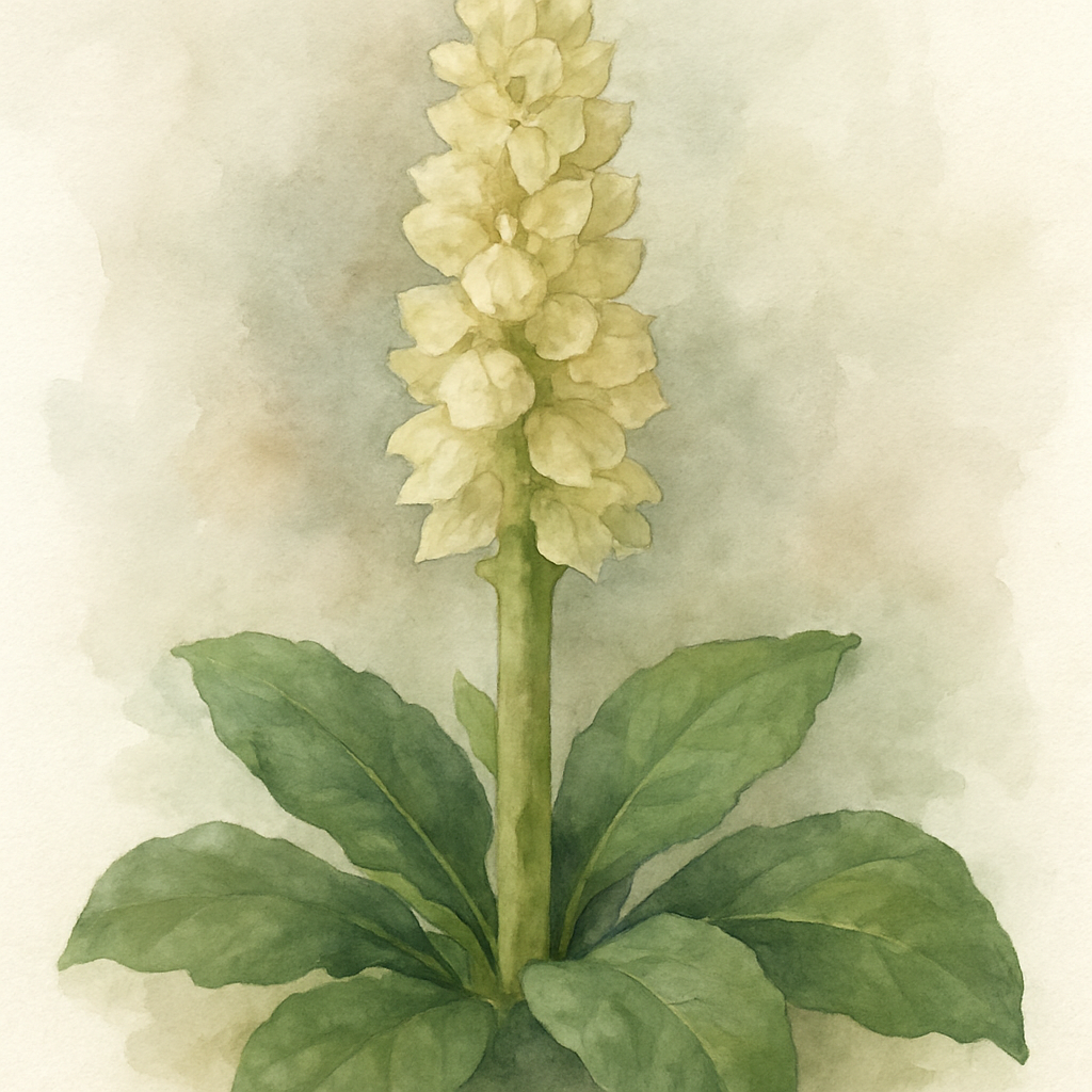 Rheum Alexandrae