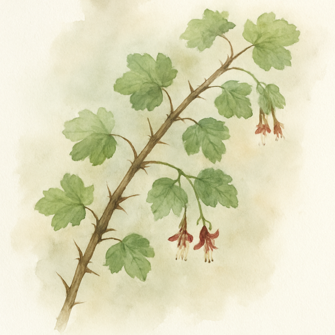 Ribes divaricatum