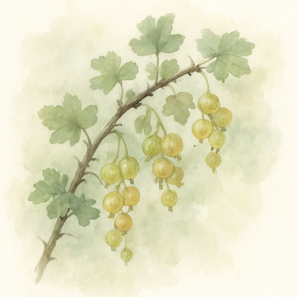 Ribes 'Uva Crispa'