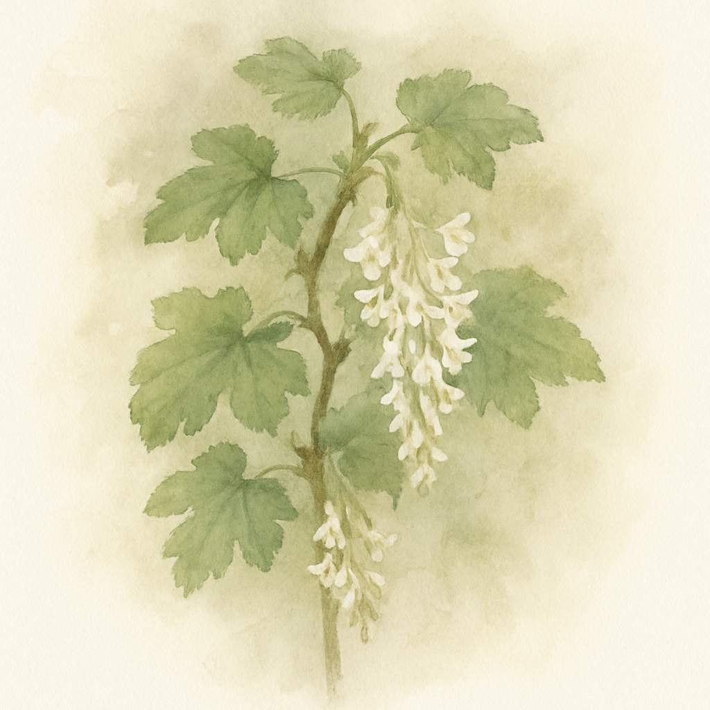 Ribes sanguineum ‘Oregon Snowflake’