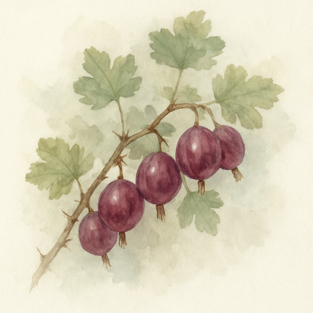 Ribes