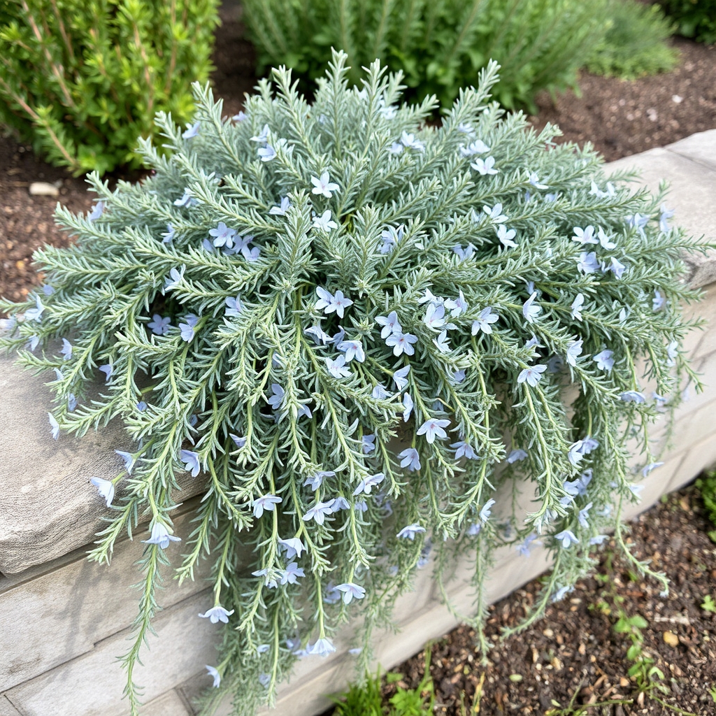 Rosemary Prostratus