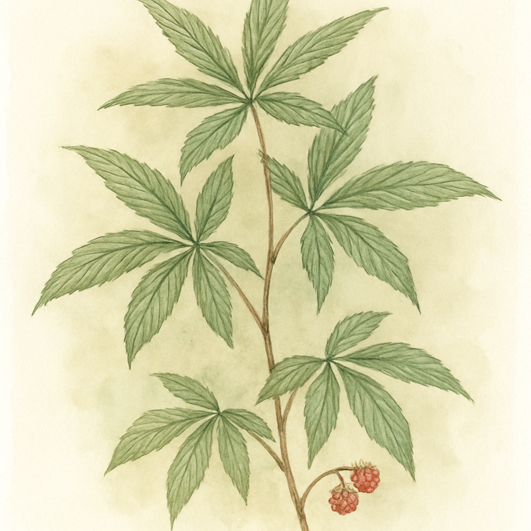 Rubus lineatus hwj892