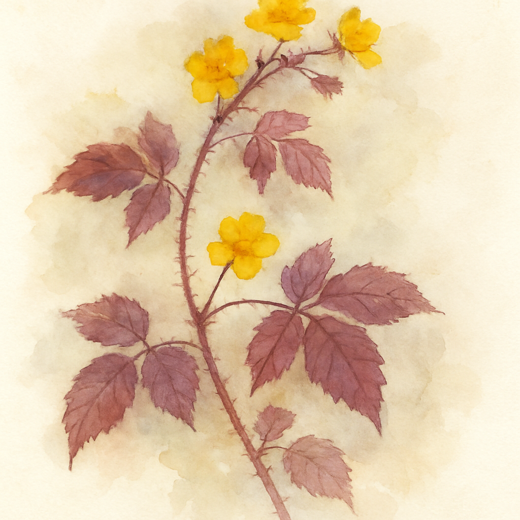 Rubus phoenicolasius